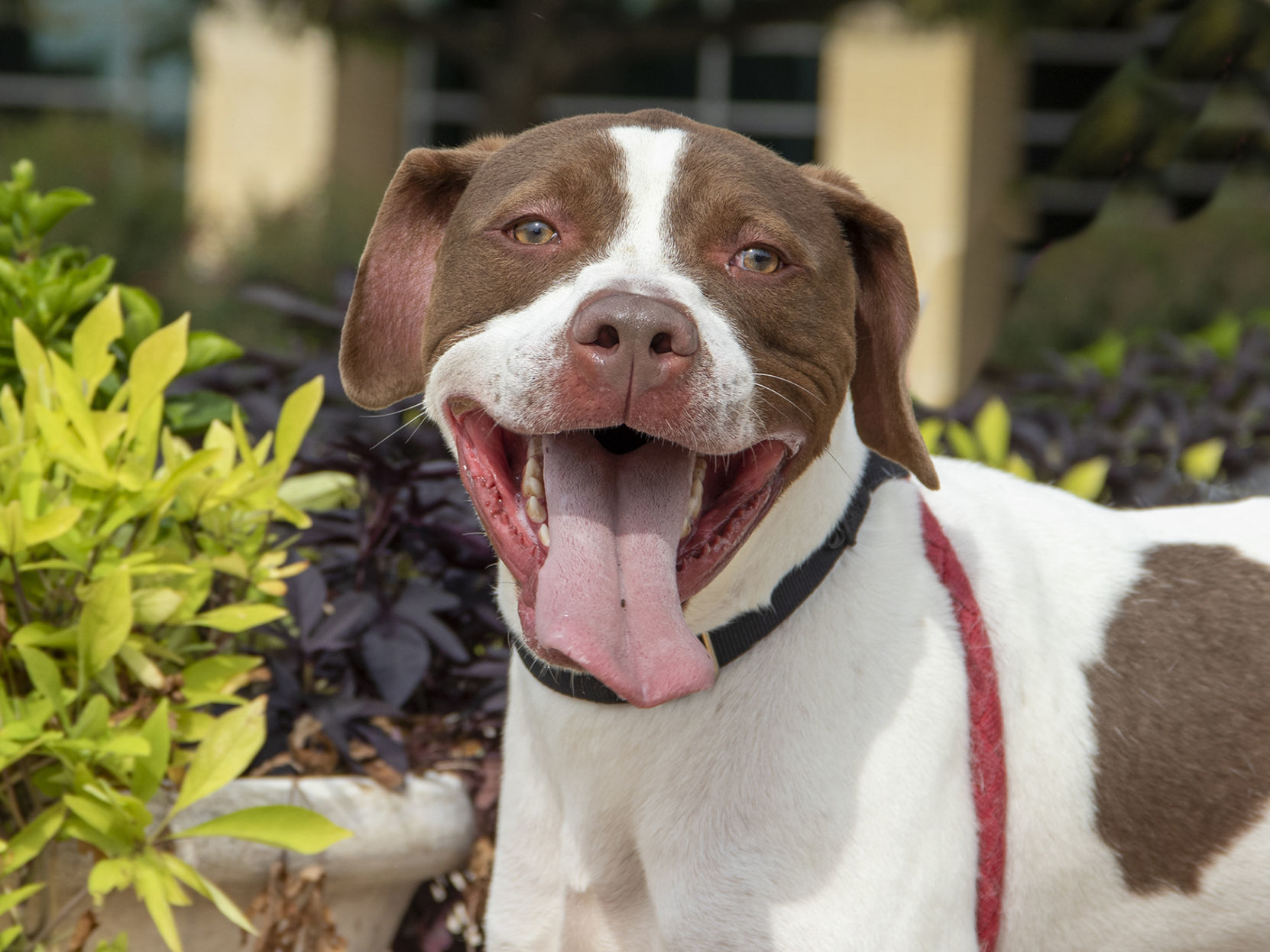 Pet of the week: Caine